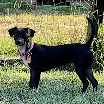 Thumbnail photo of Lainey! #4