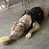 Thumbnail photo of Willow #4