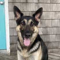 Thumbnail photo of APOLLO (COURTESY POST) #1