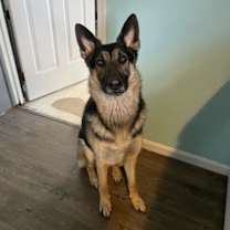 Thumbnail photo of APOLLO (COURTESY POST) #2