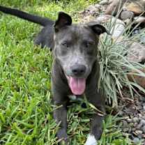 Thumbnail photo of Muddy #1