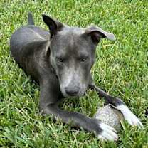 Thumbnail photo of Muddy #2