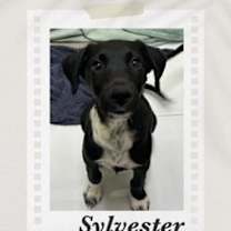 Thumbnail photo of Sylvester #3