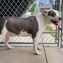 Thumbnail photo of Athena (Special Needs: Deaf) #1