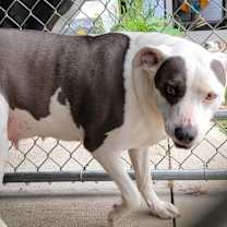 Thumbnail photo of Athena (Special Needs: Deaf) #2