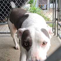 Thumbnail photo of Athena (Special Needs: Deaf) #3