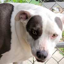 Thumbnail photo of Athena (Special Needs: Deaf) #4