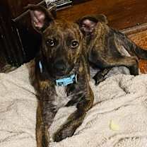 Thumbnail photo of Murphy #1