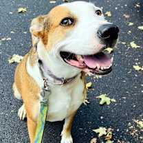 Thumbnail photo of Wallace #1