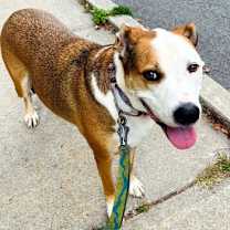 Thumbnail photo of Wallace #2