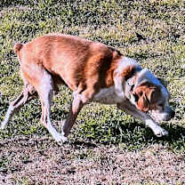 Thumbnail photo of Benny #2