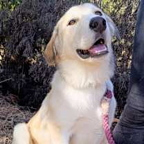 Thumbnail photo of Leo #4