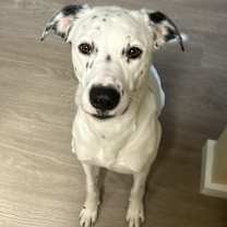 Thumbnail photo of Pongo #1
