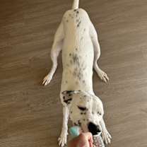 Thumbnail photo of Pongo #2