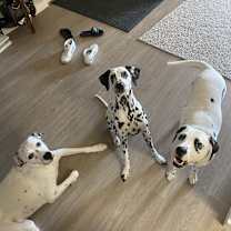 Thumbnail photo of Pongo #3