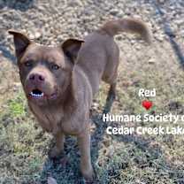 Thumbnail photo of Red #1