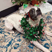 Thumbnail photo of Sheba #2