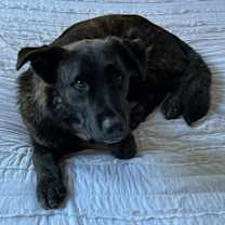 Thumbnail photo of Griswold #2