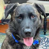 Thumbnail photo of Griswold #3