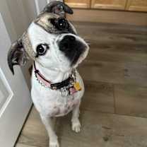 Thumbnail photo of MAYBELLE #1