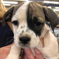 Thumbnail photo of MAYBELLE #4