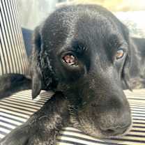 Thumbnail photo of RICO #1