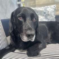 Thumbnail photo of RICO #3