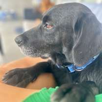 Thumbnail photo of RICO #4