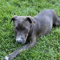 Thumbnail photo of Whiskey #4