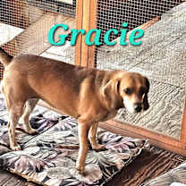 Thumbnail photo of Gracie #3