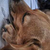 Thumbnail photo of Gracie #4