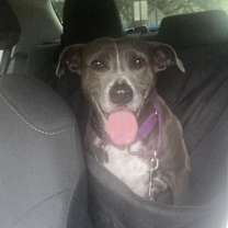 Thumbnail photo of Lacy #2