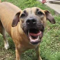 Thumbnail photo of Vermouth #3