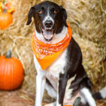 Thumbnail photo of Sky #1