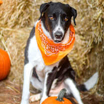 Thumbnail photo of Sky #4