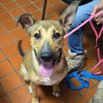 Thumbnail photo of Gordo #1