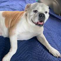 Thumbnail photo of Lulu #1