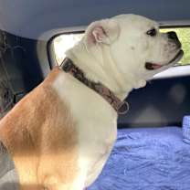 Thumbnail photo of Lulu #2