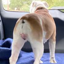 Thumbnail photo of Lulu #3