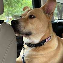 Thumbnail photo of Rocky #3