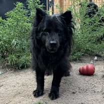 Thumbnail photo of Rosie #1