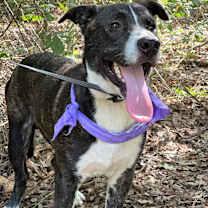 Thumbnail photo of Camou #3