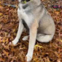 Thumbnail photo of CUBBY IS A HIKER #2