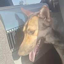 Thumbnail photo of Coyote #4