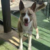 Thumbnail photo of Lobito Wolf #1