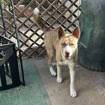 Thumbnail photo of Lobito Wolf #3