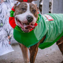 Thumbnail photo of Henry #2