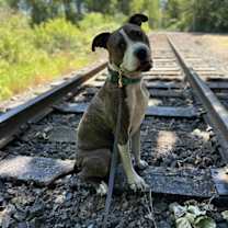 Thumbnail photo of Henry #4