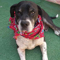Thumbnail photo of Diego #4