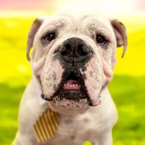 Thumbnail photo of Georgie-ADOPT Me! #1